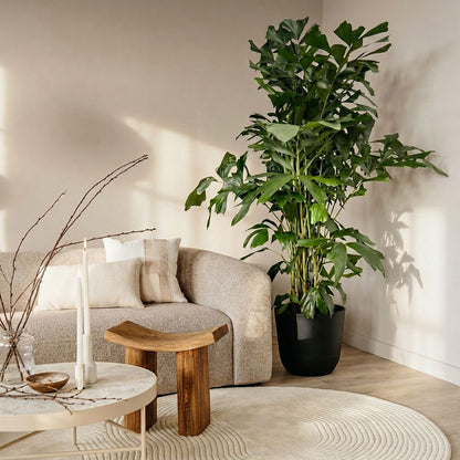 Caryota Mitis in urban jungle interieur