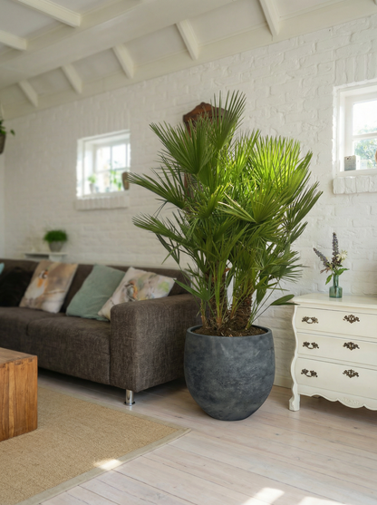 Chamaerops Humilis multi stam dwergpalm 180 cm in mat keramische pot