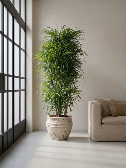 Dracaena Anita vertakt drakenbloedboom anita 160 cm in mat keramische pot