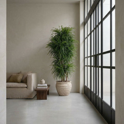 Dracaena Anita vertakt in modern minimalistisch interieur