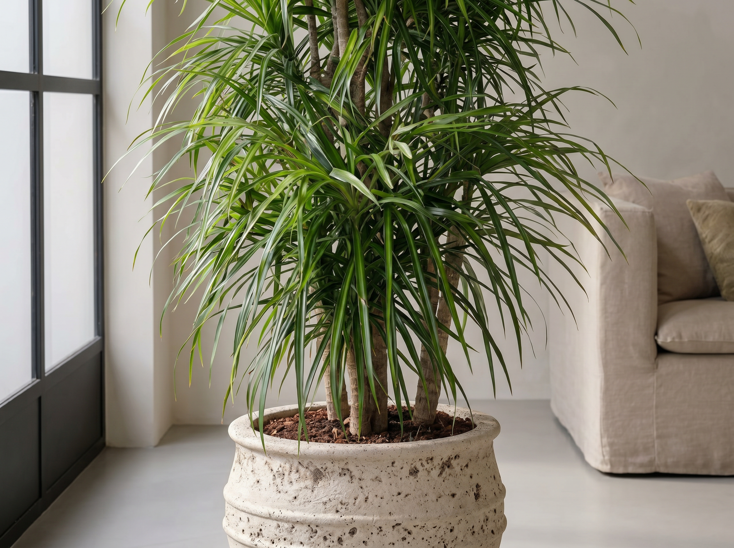 Dracaena Anita vertakt bladstructuur close-up