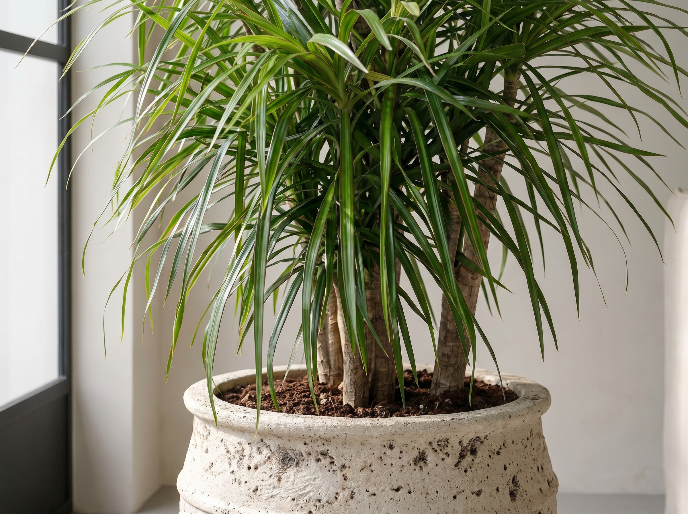 Dracaena Anita vertakt drakenbloedboom anita volledige plant