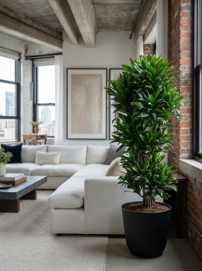 Dracaena Compacta vertakt drakenbloedboom compacta 100–140 cm in mat keramische pot