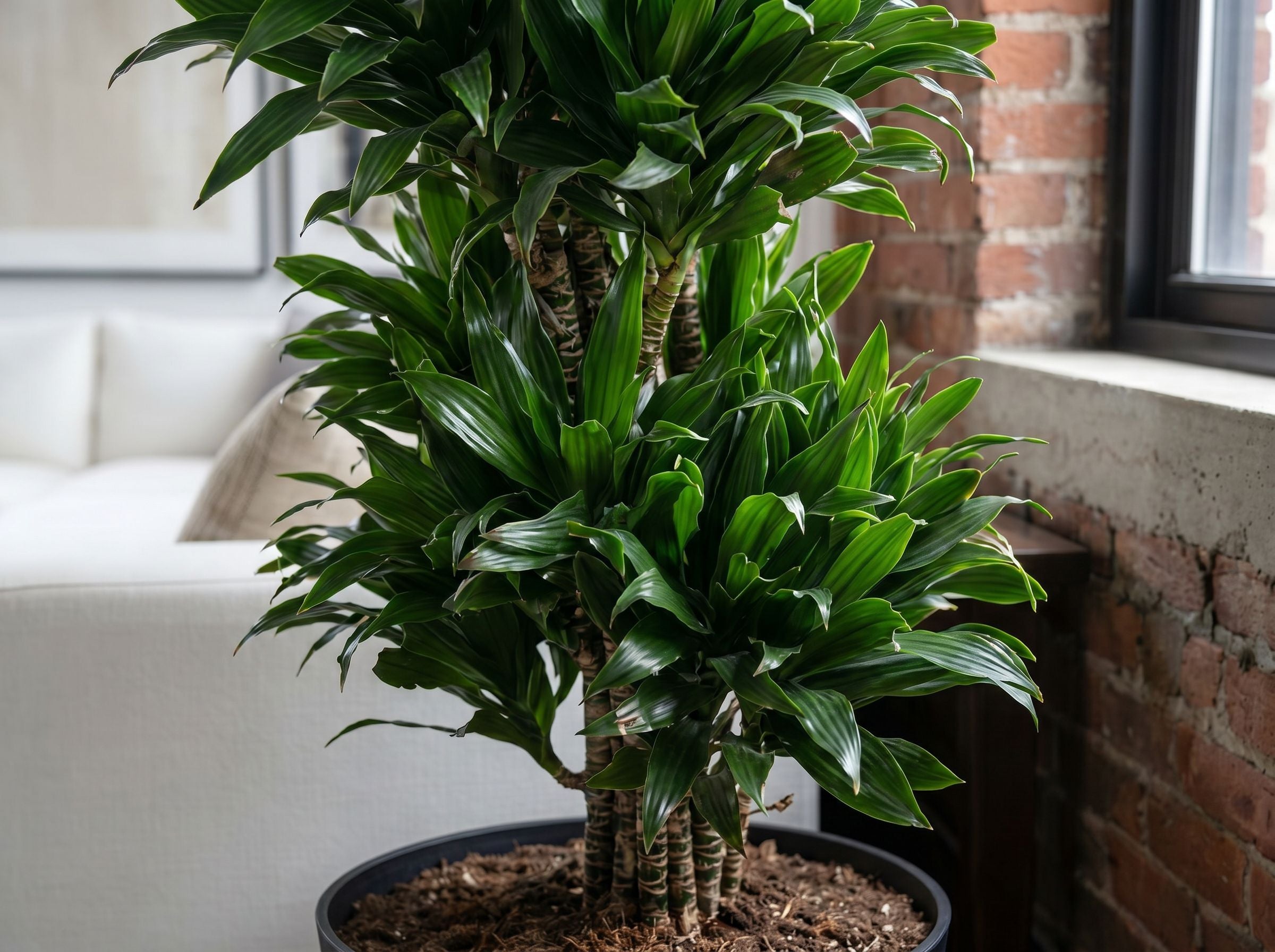 Dracaena Compacta vertakt bladstructuur close-up
