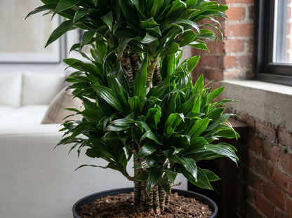 Dracaena Compacta vertakt bladstructuur close-up