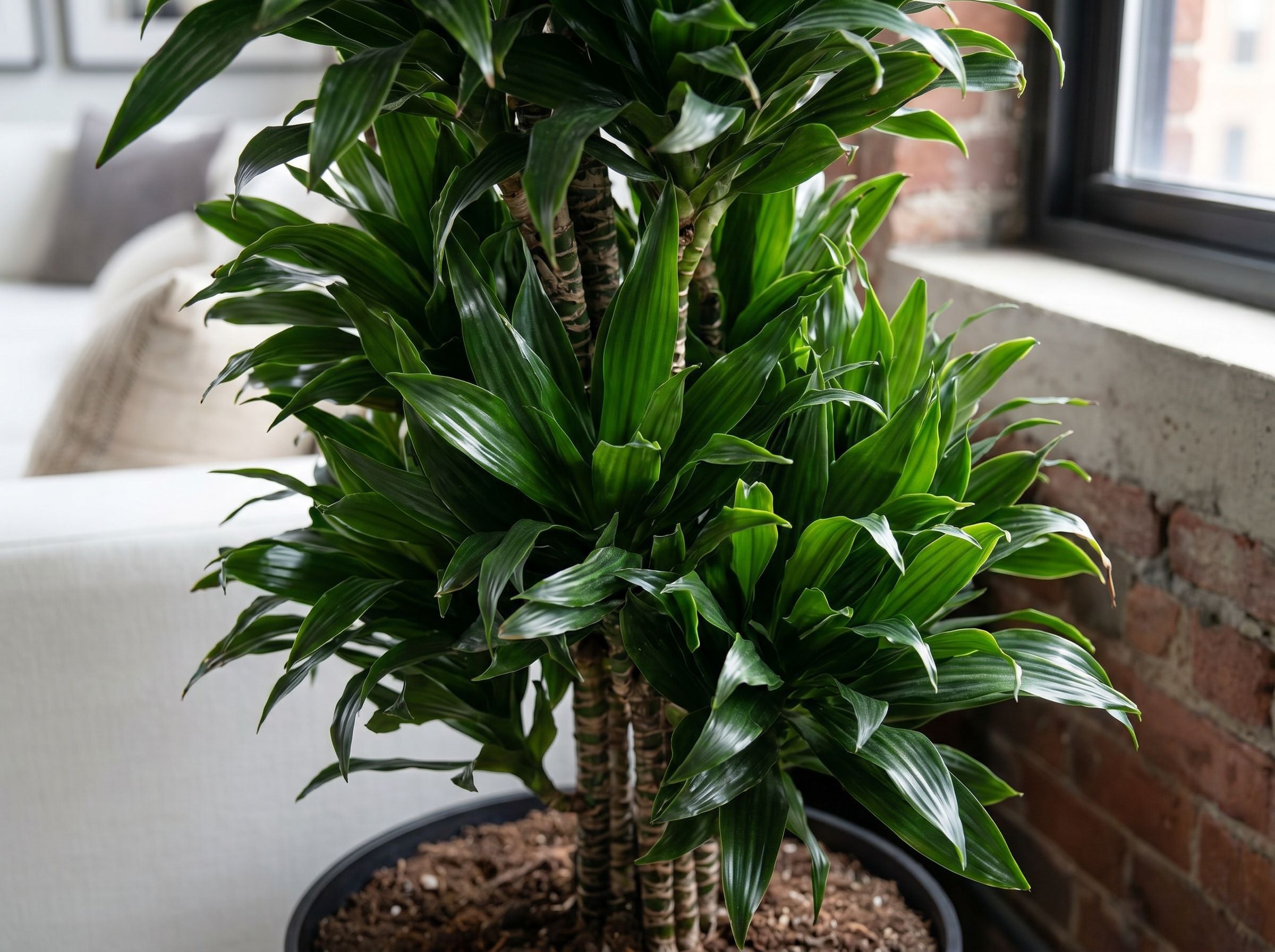 Dracaena Compacta vertakt in industrieel interieur