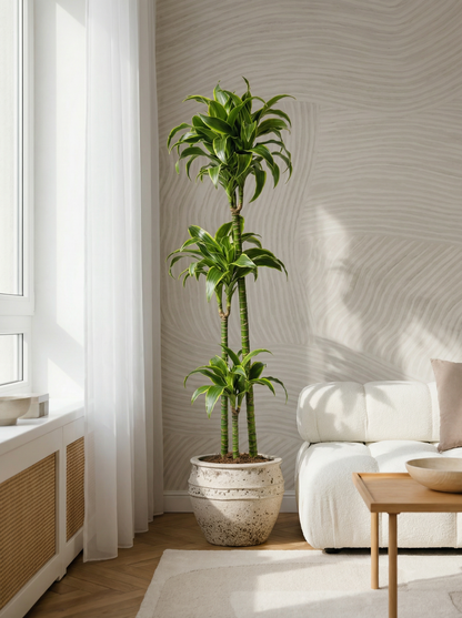 Dracaena Deremensis Dorado drakenbloedboom dorado 120–190 cm in mat keramische pot