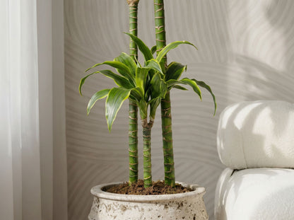Dracaena Deremensis Dorado drakenbloedboom dorado volledige plant