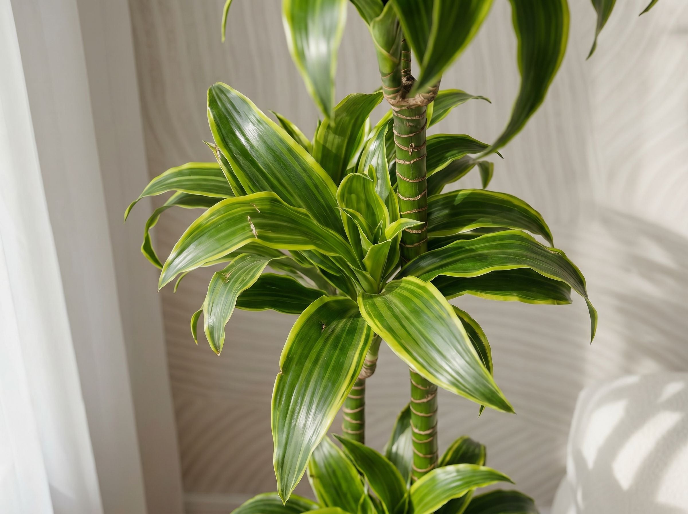 Dracaena Deremensis Dorado drakenbloedboom dorado volledige plant