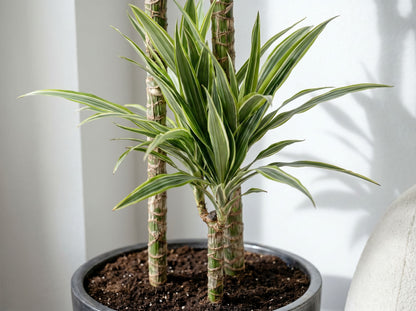 Dracaena Deremensis White Stripe drakenbloedboom white stripe volledige plant