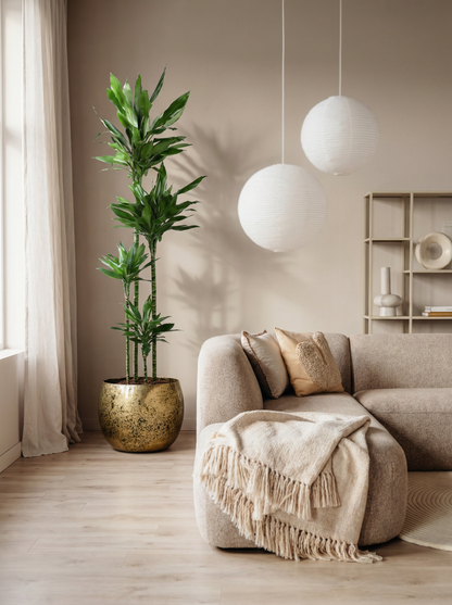 Dracaena Janet Lind XXL drakenbloedboom janet lind xxl 180 cm in mat keramische pot