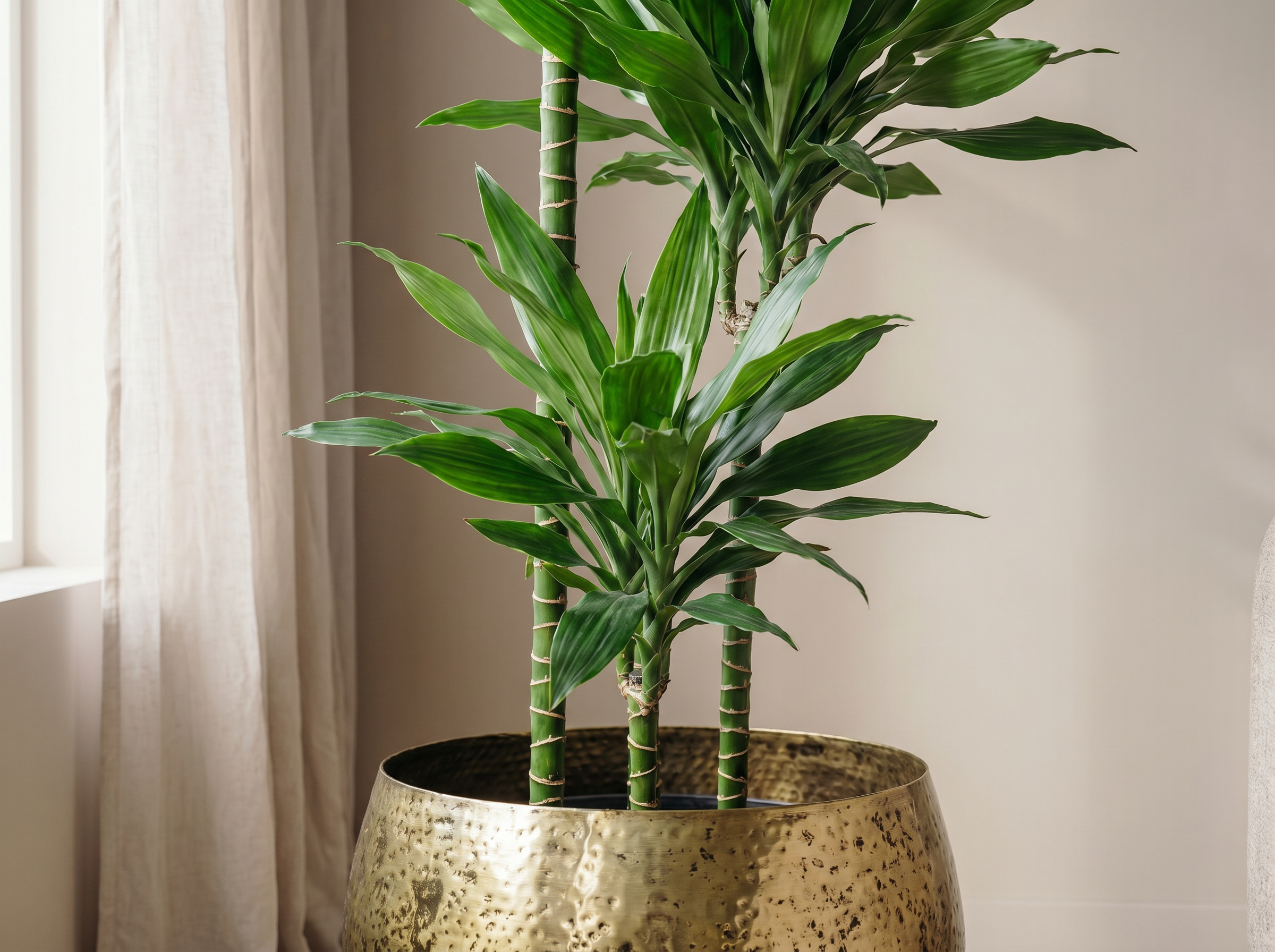 Dracaena Janet Lind XXL in industrieel interieur