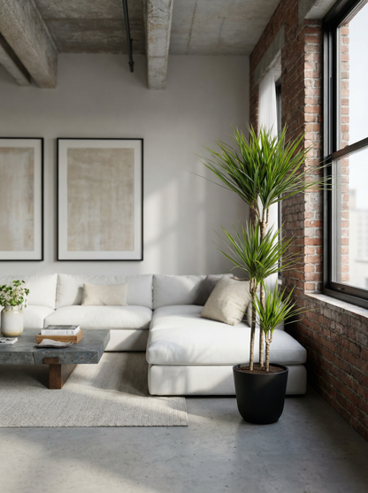 Dracaena Marginata Green drakenbloedboom 110–150 cm in mat keramische pot