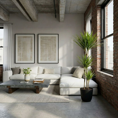 Dracaena Marginata Green in modern minimalistisch interieur