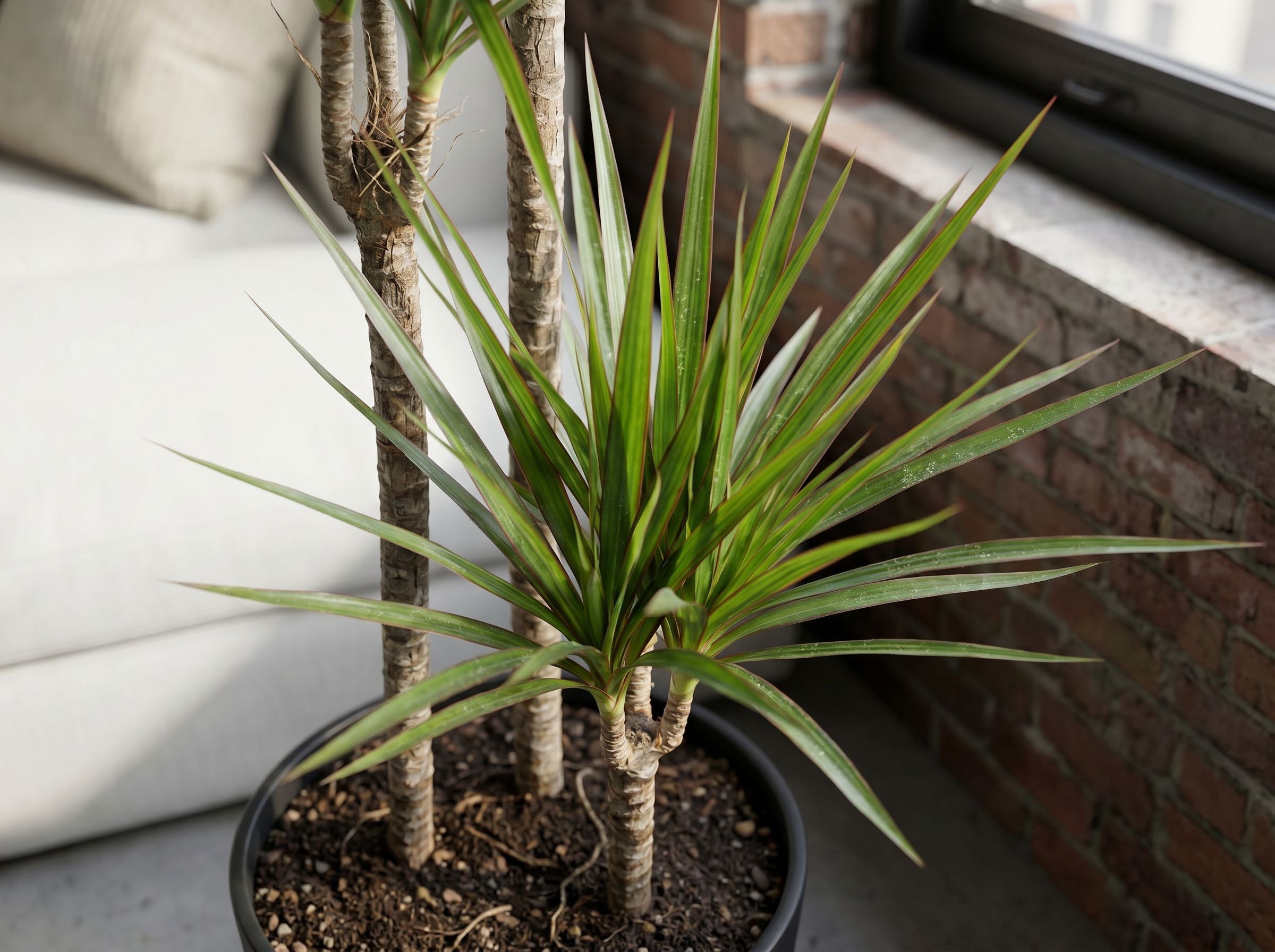 Dracaena Marginata Green drakenbloedboom volledige plant