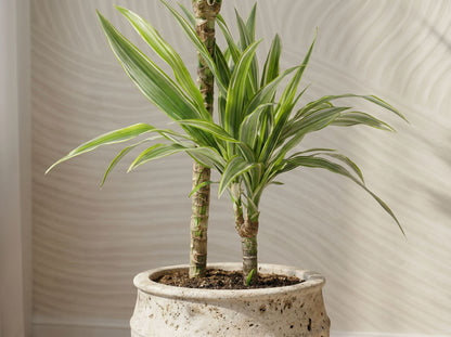 Dracaena Deremensis White Stripe (Accentplant) bladstructuur close-up