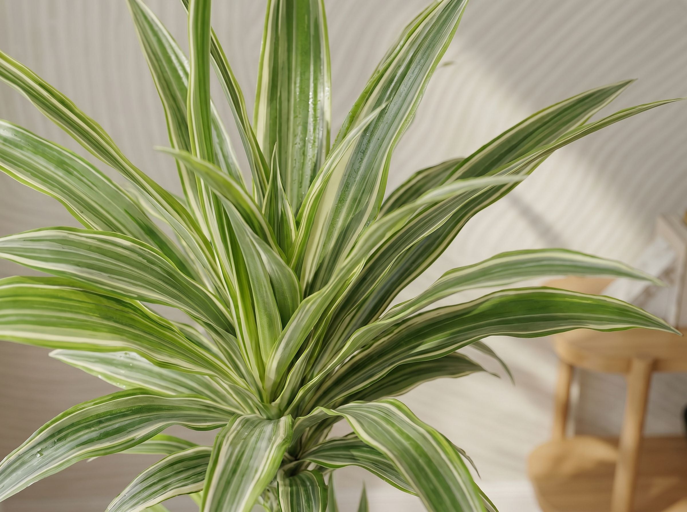 Dracaena Deremensis White Stripe (Accentplant) drakenbloedboom white stripe volledige plant