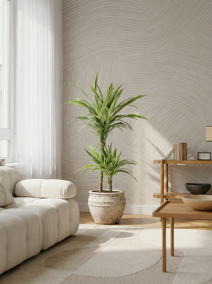 Dracaena Deremensis White Stripe (Accentplant) drakenbloedboom white stripe 70–110 cm in mat keramische pot