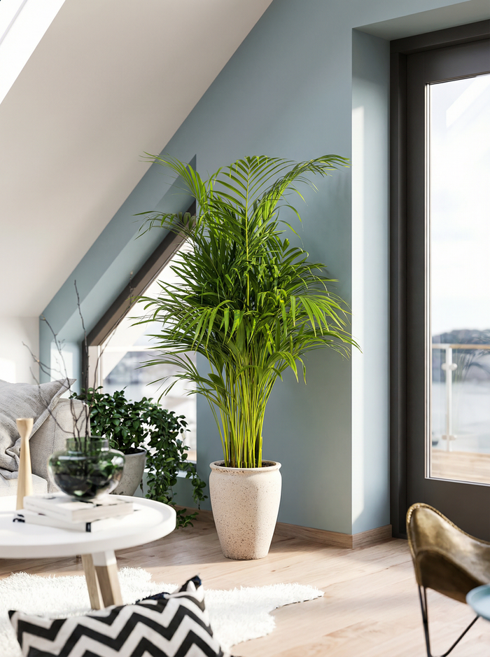 Dypsis Areca Lutescens goudpalm 80–170 cm in mat keramische pot
