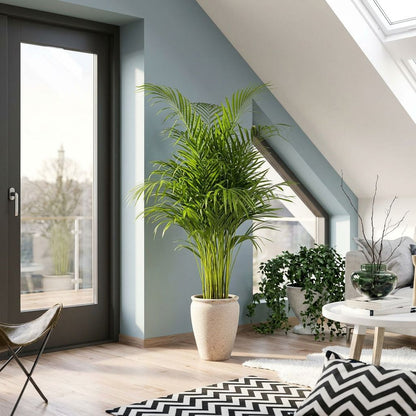 Dypsis Areca Lutescens in bohemian interieur
