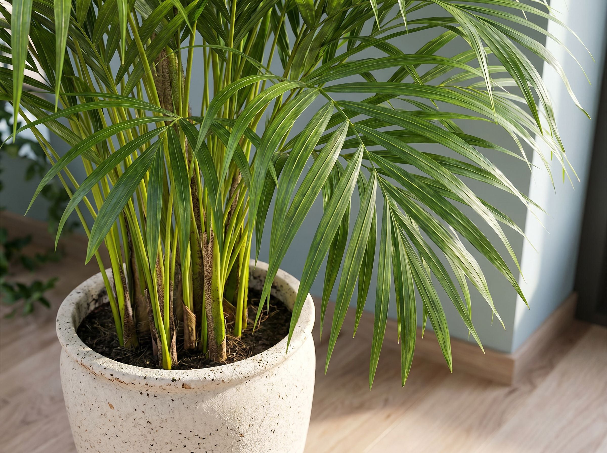 Dypsis Areca Lutescens