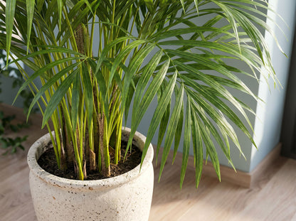 Dypsis Areca Lutescens goudpalm volledige plant