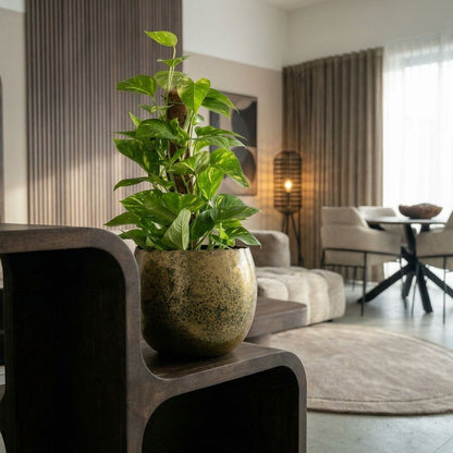 Epipremnum Aureum in urban jungle interieur