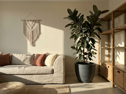 Ficus Elastica Burgundy rubberplant burgundy 200 cm in mat keramische pot