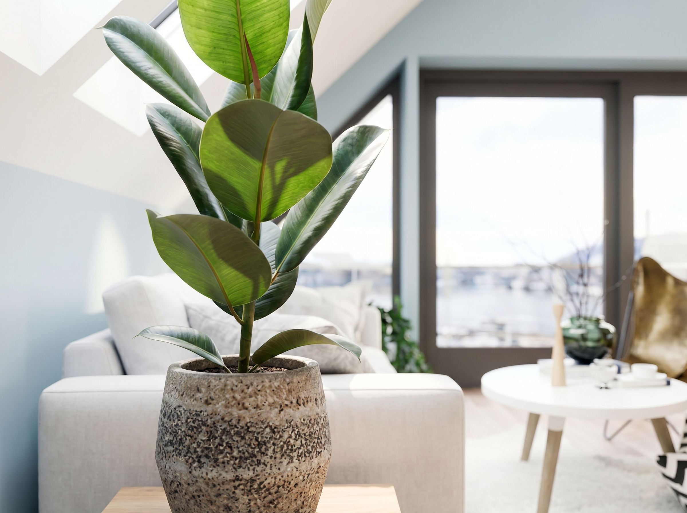 Ficus Elastica Robusta in Japandi interieur