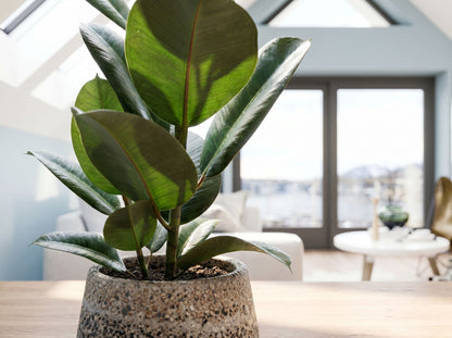 Ficus Elastica Robusta bladstructuur close-up