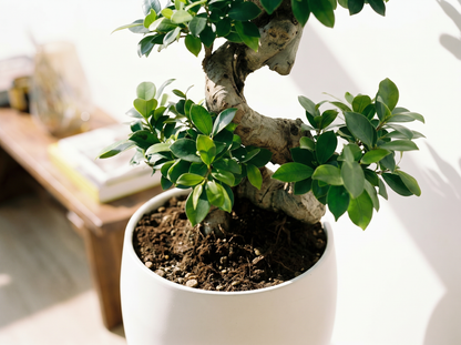 Ficus Ginseng bladstructuur close-up