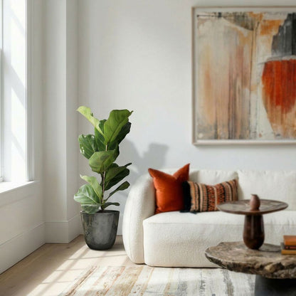 Ficus Lyrata struik (accent) vioolbladplant 80 cm in mat keramische pot