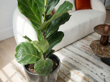 Ficus Lyrata struik (accent) in Scandinavisch interieur