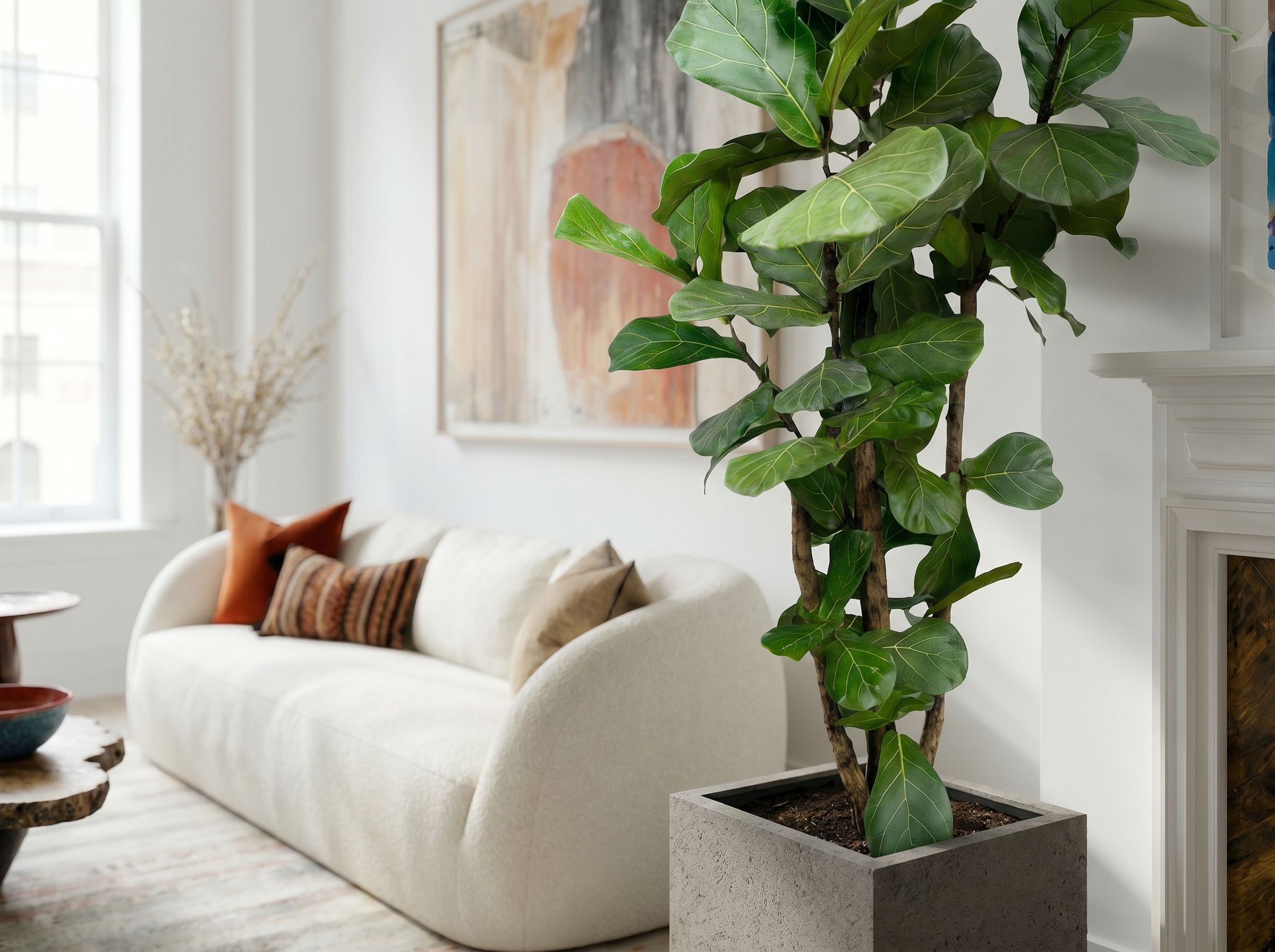 Ficus Lyrata vertakt (XL) bladstructuur close-up