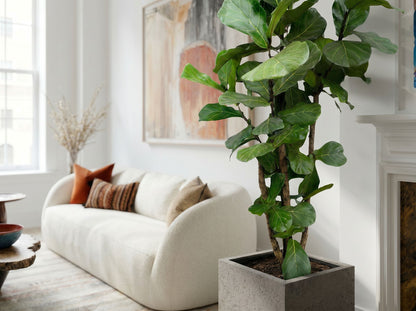 Ficus Lyrata vertakt (XL) bladstructuur close-up