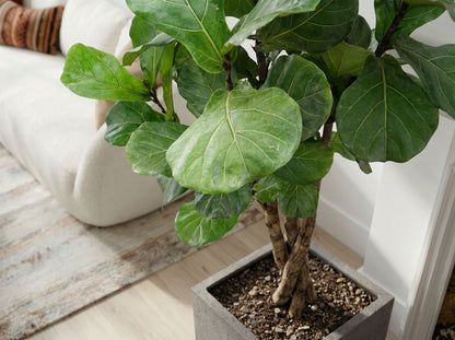 Ficus Lyrata vertakt (XL) vioolbladplant vertakt xl volledige plant
