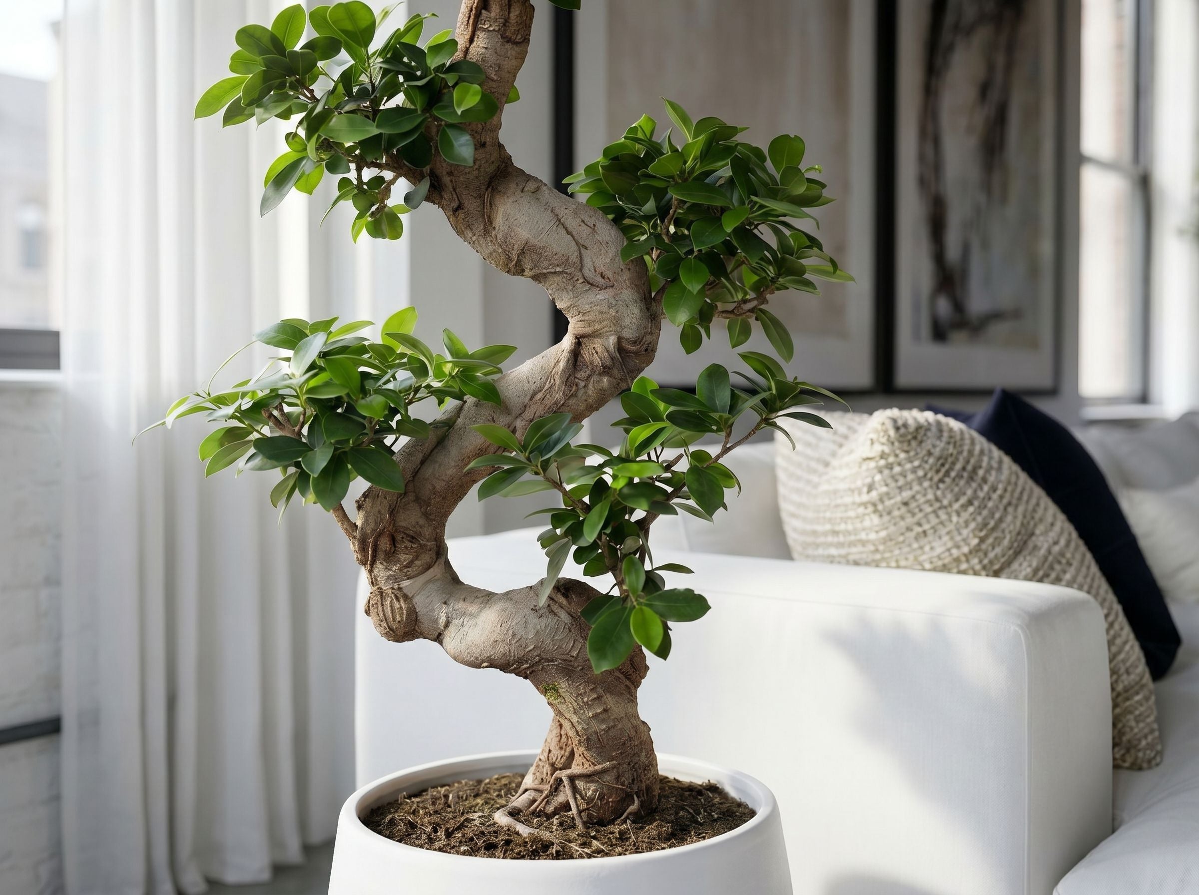 Ficus Microcarpa Ginseng