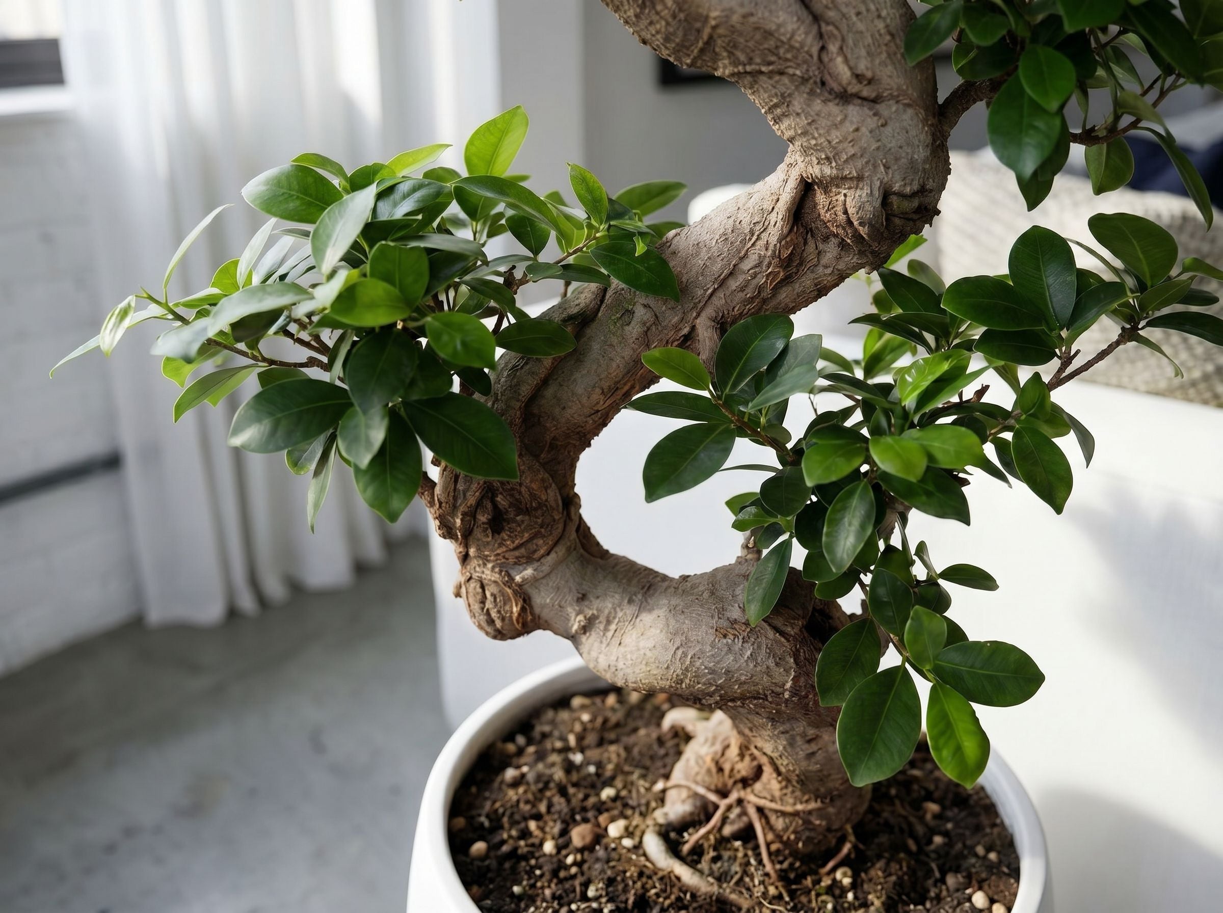 Ficus Microcarpa Ginseng