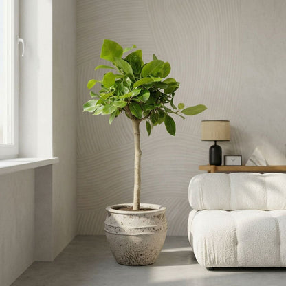 Ficus Altissimo variegata bladstructuur close-up