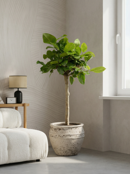Ficus Altissimo variegata variegata ficus 100 cm in mat keramische pot