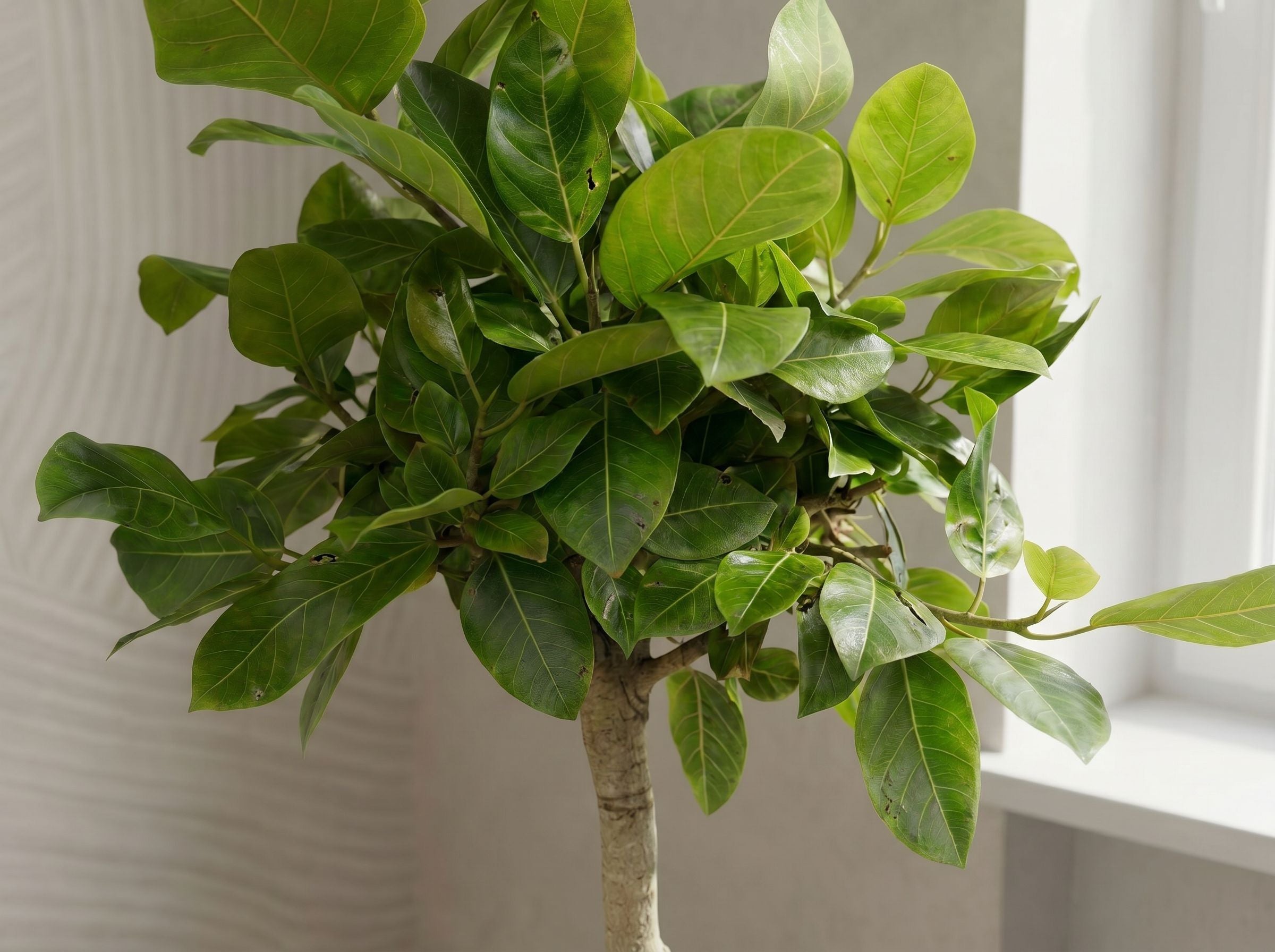 Ficus Altissimo variegata in urban jungle interieur