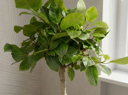 Ficus Altissimo variegata in urban jungle interieur