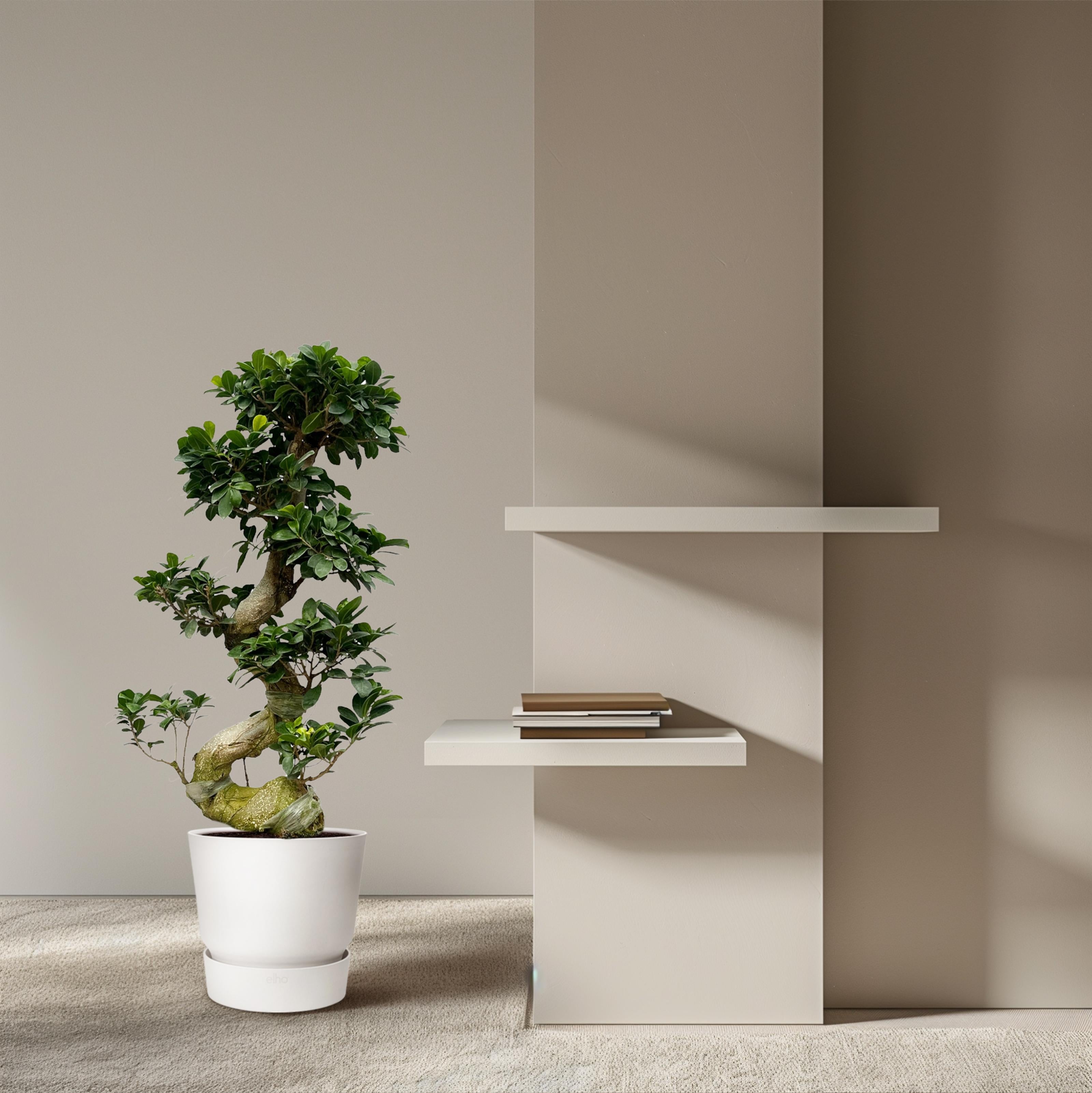 Ficus microcarpa ginseng (Bonsai)