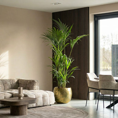 Howea Forsteriana in Japandi interieur