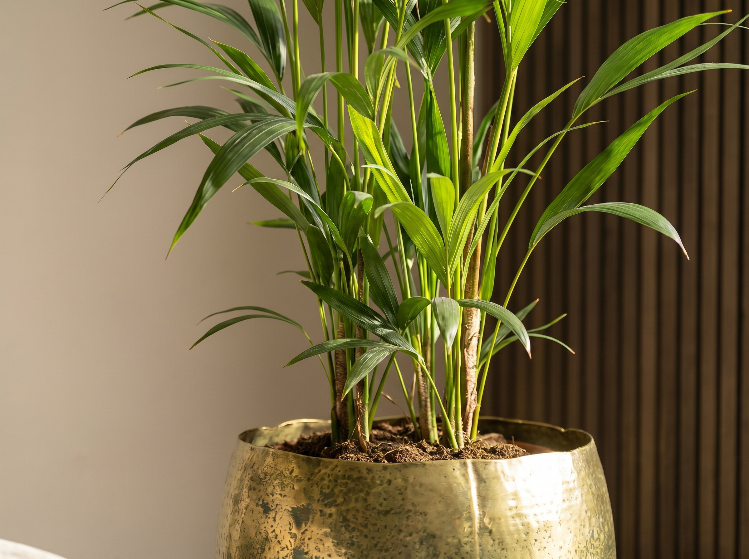 Howea Forsteriana kentia palm volledige plant