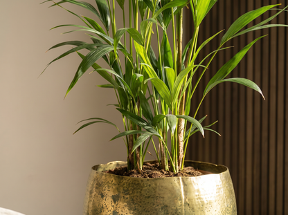 Howea Forsteriana kentia palm volledige plant