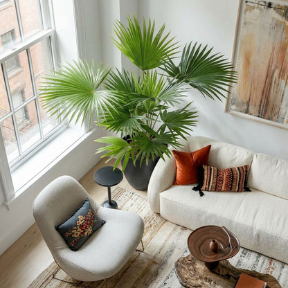 Livistona Chinensis in urban jungle interieur