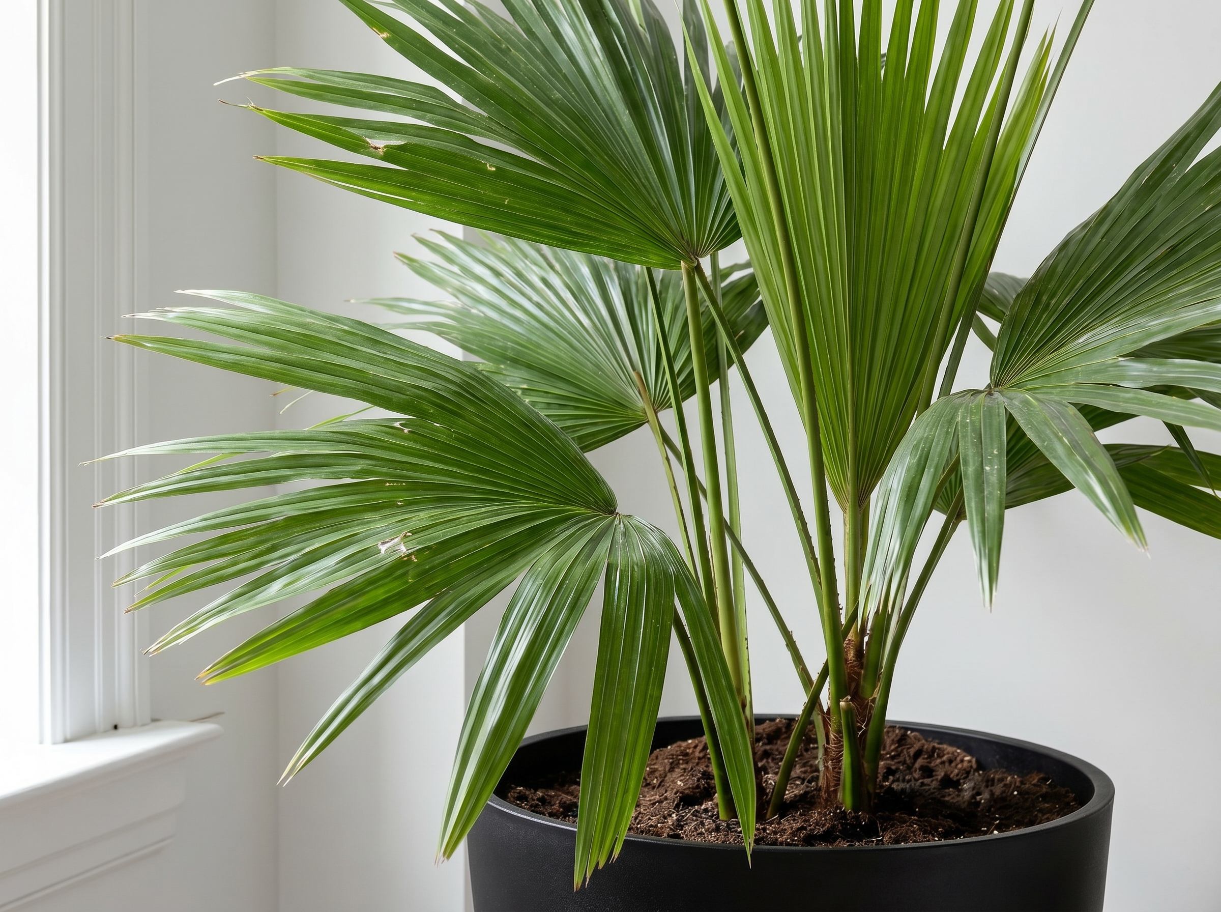 Livistona Chinensis chinese waaierpalm volledige plant