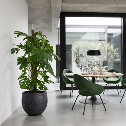 Monstera Deliciosa XL gatenplant xl 105–140 cm in mat keramische pot