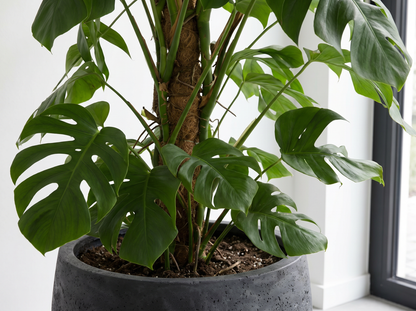 Monstera Deliciosa XL bladstructuur close-up